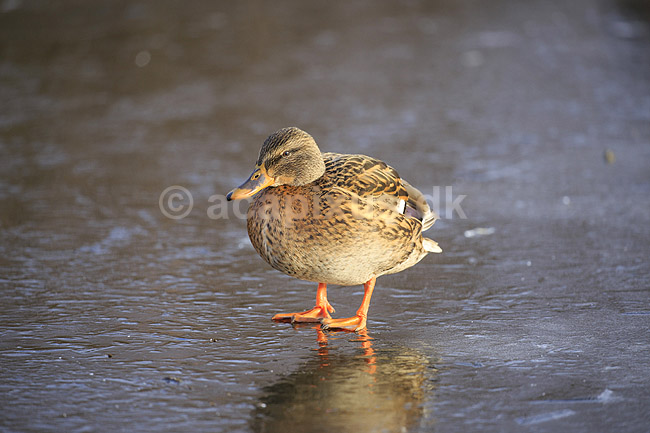 Gr�and. Gr�and hun p� isen p� den tilfrosne s� M�llemosen; Anas platyrhynchos; M�llemose / M�l�v; ; ; fugle; �nder, Andefugle, Anseriformes, Anatidae, gr��nder, vinter, frost, kulde