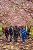 Kirseb�ralleen blomstrer. G�ster p� Kirseb�ralleen p� Bispebjerg Kirkeg�rd. De Japanske kirseb�rstr�er er sprunget ud. Pga Corona er all�en i 2021 ensrettet Prunus accelade Bispebjerg Kirkeg�rd / K�benhavn Danmark  Sev�rdigheder prydkirseb�r, kirseb�rblomster, blomster, gr�nne omr�der, frugttr�, japansk kirseb�rtr�, for�rsvejr, for�ret, parkliv, bypark, park, for�rsstemning, for�rssol, blomstert�ppe, g�tur, g�r tur, alle, all�, all�en, alleen, blomstrer, blomstrende, kirseb�ralle, kirseb�ralleen, kirseb�rall�, kirseb�rall�en, kirseb�rtr�erne, blomsterhav, sev�rdighed, attraktioner, attraktion, turistm�l, for�rsvarme, udflugtsm�l