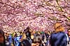 Kirseb�ralleen blomstrer. G�ster p� Kirseb�ralleen p� Bispebjerg Kirkeg�rd. De Japanske kirseb�rstr�er er sprunget ud. Pga Corona er all�en i 2021 ensrettet Prunus accelade Bispebjerg Kirkeg�rd / K�benhavn Danmark  Sev�rdigheder prydkirseb�r, kirseb�rblomster, blomster, gr�nne omr�der, frugttr�, japansk kirseb�rtr�, for�rsvejr, for�ret, parkliv, bypark, park, for�rsstemning, for�rssol, blomstert�ppe, g�tur, g�r tur, alle, all�, all�en, alleen, blomstrer, blomstrende, kirseb�ralle, kirseb�ralleen, kirseb�rall�, kirseb�rall�en, kirseb�rtr�erne, blomsterhav, sev�rdighed, attraktioner, attraktion, turistm�l, for�rsvarme, udflugtsm�l