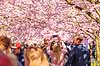 Kirseb�ralleen blomstrer. G�ster p� Kirseb�ralleen p� Bispebjerg Kirkeg�rd. De Japanske kirseb�rstr�er er sprunget ud. Pga Corona er all�en i 2021 ensrettet Prunus accelade Bispebjerg Kirkeg�rd / K�benhavn Danmark  Sev�rdigheder prydkirseb�r, kirseb�rblomster, blomster, gr�nne omr�der, frugttr�, japansk kirseb�rtr�, for�rsvejr, for�ret, parkliv, bypark, park, for�rsstemning, for�rssol, blomstert�ppe, g�tur, g�r tur, alle, all�, all�en, alleen, blomstrer, blomstrende, kirseb�ralle, kirseb�ralleen, kirseb�rall�, kirseb�rall�en, kirseb�rtr�erne, blomsterhav, sev�rdighed, attraktioner, attraktion, turistm�l, for�rsvarme, udflugtsm�l