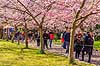 Kirseb�ralleen blomstrer. G�ster p� Kirseb�ralleen p� Bispebjerg Kirkeg�rd. De Japanske kirseb�rstr�er er sprunget ud. Pga Corona er all�en i 2021 ensrettet Prunus accelade Bispebjerg Kirkeg�rd / K�benhavn Danmark  Sev�rdigheder prydkirseb�r, kirseb�rblomster, blomster, gr�nne omr�der, frugttr�, japansk kirseb�rtr�, for�rsvejr, for�ret, parkliv, bypark, park, for�rsstemning, for�rssol, blomstert�ppe, g�tur, g�r tur, alle, all�, all�en, alleen, blomstrer, blomstrende, kirseb�ralle, kirseb�ralleen, kirseb�rall�, kirseb�rall�en, kirseb�rtr�erne, blomsterhav, sev�rdighed, attraktioner, attraktion, turistm�l, for�rsvarme, udflugtsm�l