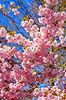 Kirseb�ralleen blomstrer. G�ster p� Kirseb�ralleen p� Bispebjerg Kirkeg�rd. De Japanske kirseb�rstr�er er sprunget ud. Pga Corona er all�en i 2021 ensrettet Prunus accelade Bispebjerg Kirkeg�rd / K�benhavn Danmark  Sev�rdigheder prydkirseb�r, kirseb�rblomster, blomster, gr�nne omr�der, frugttr�, japansk kirseb�rtr�, for�rsvejr, for�ret, parkliv, bypark, park, for�rsstemning, for�rssol, blomstert�ppe, g�tur, g�r tur, alle, all�, all�en, alleen, blomstrer, blomstrende, kirseb�ralle, kirseb�ralleen, kirseb�rall�, kirseb�rall�en, kirseb�rtr�erne, blomsterhav, sev�rdighed, attraktioner, attraktion, turistm�l, for�rsvarme, udflugtsm�l