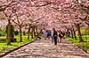 Kirseb�ralleen blomstrer. G�ster p� Kirseb�ralleen p� Bispebjerg Kirkeg�rd. De Japanske kirseb�rstr�er er sprunget ud. Pga Corona er all�en i 2021 ensrettet Prunus accelade Bispebjerg Kirkeg�rd / K�benhavn Danmark  Sev�rdigheder prydkirseb�r, kirseb�rblomster, blomster, gr�nne omr�der, frugttr�, japansk kirseb�rtr�, for�rsvejr, for�ret, parkliv, bypark, park, for�rsstemning, for�rssol, blomstert�ppe, g�tur, g�r tur, alle, all�, all�en, alleen, blomstrer, blomstrende, kirseb�ralle, kirseb�ralleen, kirseb�rall�, kirseb�rall�en, kirseb�rtr�erne, blomsterhav, sev�rdighed, attraktioner, attraktion, turistm�l, for�rsvarme, udflugtsm�l