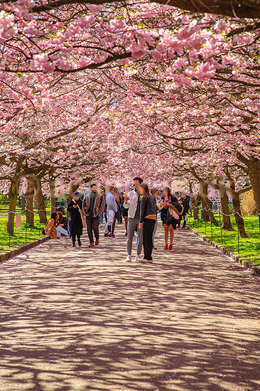 Kirseb�ralleen blomstrer. G�ster p� Kirseb�ralleen p� Bispebjerg Kirkeg�rd. De Japanske kirseb�rstr�er er sprunget ud. Pga Corona er all�en i 2021 ensrettet; Prunus accelade; Bispebjerg Kirkeg�rd / K�benhavn; Danmark; ; Sev�rdigheder; prydkirseb�r, kirseb�rblomster, blomster, gr�nne omr�der, frugttr�, japansk kirseb�rtr�, for�rsvejr, for�ret, parkliv, bypark, park, for�rsstemning, for�rssol, blomstert�ppe, g�tur, g�r tur, alle, all�, all�en, alleen, blomstrer, blomstrende, kirseb�ralle, kirseb�ralleen, kirseb�rall�, kirseb�rall�en, kirseb�rtr�erne, blomsterhav, sev�rdighed, attraktioner, attraktion, turistm�l, for�rsvarme, udflugtsm�l