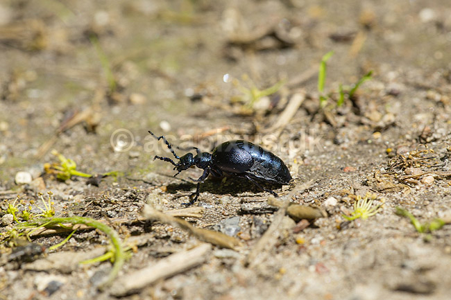 Bl� Oliebille. Oliebille p� sti i Hareskoven ved Jonstrup Hegn; Meloe violaceus; M�l�v; Danmark; ; insekter; biller, oliebiller