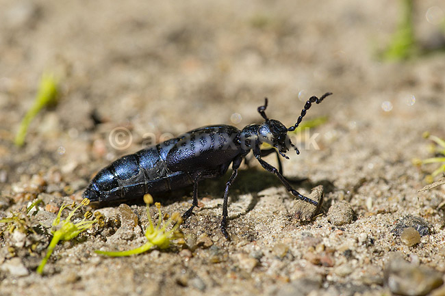 Bl� Oliebille. Oliebille p� sti i Hareskoven ved Jonstrup Hegn; Meloe violaceus; M�l�v; Danmark; ; insekter; biller, oliebiller