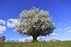 Almindelig hvidtj�rn. En fritst�ende tj�rn p� gr�smark Crataegus laevigata M�l�v Danmark  planter Blomster, for�r, tr�er