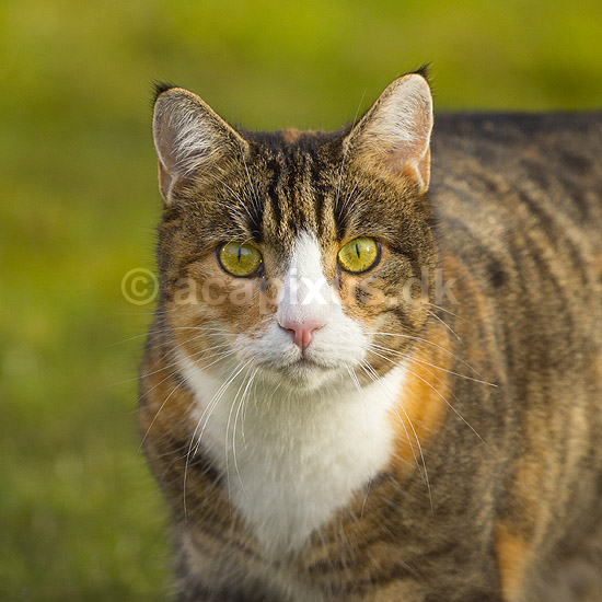Huskat. Kat kigger efter bytte i haven; Felis catus; ; ; ; pattedyr; Rovdyr, Carnivora, Katte, Felidae, huskatte, kat, �jne, stirren