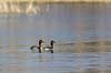 Gr�strubet lappedykker. Gr�strubet lappedykker par p� Skallemose S� i Hareskoven Podiceps griseigena Skallemose S� / Hareskoven   fugle Lappedykkere, Podicipedidae, Podicipediformes