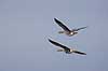 Gr�g�s. Gr�gg�s flyvende Anser anser Skallemose S� / Hareskoven   fugle Egentlige andefugle, Anatidae, Anseriformes, g�s, g�s, gr�g�s, flyvning, fugleflugt