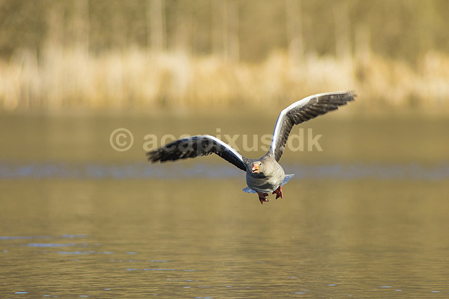 Gr�g�s. Gr�g�s flyver over vandet p� Skallemose S� i Hareskoven; Anser anser; Skallemose S� / Hareskoven; ; ; fugle; Egentlige andefugle, Anatidae, Anseriformes, g�s, g�s, gr�g�s, flyvning, fugleflugt, gr�g�s