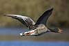 Gr�g�s. Gr�g�s flyver over vandet p� Skallemose S� i Hareskoven Anser anser Skallemose S� / Hareskoven   fugle Egentlige andefugle, Anatidae, Anseriformes, g�s, g�s, gr�g�s, flyvning, fugleflugt, gr�g�s