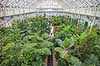 Kew Gardens. Temperate House med palmer og bregner i Kew Gardens / Royal Botanic Gardens, Kew  Kew Gardens / London England  sev�rdigheder Botanisk have, botaniske haver, planter, botanik, drivhuse