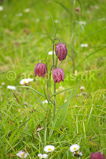 Vibe�g. Vibe�g i Kew Gardens / Royal Botanic Gardens, Kew; Fritillaria meleagris; Kew Gardens / London; England; ; planter; Botanisk have, botaniske haver, botanik