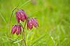 Vibe�g. Vibe�g i Kew Gardens / Royal Botanic Gardens, Kew Fritillaria meleagris Kew Gardens / London England  planter Botanisk have, botaniske haver, botanik