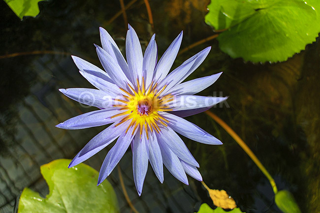 Bl� Lotus. Psychoactiv plante der indeholder apomorphine og nuciferine i Palermo Botanisk Have / Orto botanico. Blue lotus flower, Egyptian lotus, blue water lily, eller sacred blue lily; Nymphaea caerulea; Palermo / Sicilien; Italien; ; planter; 