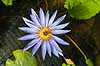 Bl� Lotus. Psychoactiv plante der indeholder apomorphine og nuciferine i Palermo Botanisk Have / Orto botanico. Blue lotus flower, Egyptian lotus, blue water lily, eller sacred blue lily Nymphaea caerulea Palermo / Sicilien Italien  planter 