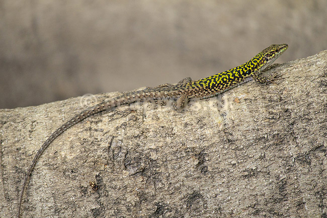 Italiensk murfirben. Murfirben / Italian Wall Lizard i Palermo Botanisk Have / Orto botanico. ; Podarcis siculus; Palermo / Sicilien; Italien; ; krybdyr; Firben, Lacertidae