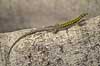 Italiensk murfirben. Murfirben / Italian Wall Lizard i Palermo Botanisk Have / Orto botanico.  Podarcis siculus Palermo / Sicilien Italien  krybdyr Firben, Lacertidae