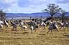 Traner. Traner p� dansepladsen ved Hornborga S�en Grus grus Hornborga s�en / Hornborgasj�n Sverige  fugle Tranefugle, Gruidae, Trane