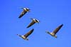 Gr�g�s. Gr�g�s flyver over engen ved Hornborgasj�n Anser anser Hornborga s�en / Hornborgasj�n Sverige  fugle Egentlige andefugle, Anatidae, Anseriformes, g�s, g�s, gr�g�s, flyvning, fugleflugt