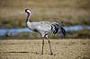 Trane. Traner p� dansepladsen ved Hornborga S�en Grus grus Hornborga s�en / Hornborgasj�n Sverige  fugle Tranefugle, Gruidae, Traner