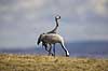 Traner. Traner p� dansepladsen ved Hornborga S�en Grus grus Hornborga s�en / Hornborgasj�n Sverige  fugle Tranefugle, Gruidae, Trane