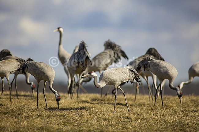 Traner. Traner p� dansepladsen ved Hornborga S�en; Grus grus; Hornborga s�en / Hornborgasj�n; Sverige; ; fugle; Tranefugle, Gruidae, Trane