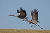 Traner. Traner letter fra dansepladsen ved Hornborga S�en Grus grus Hornborga s�en / Hornborgasj�n Sverige  fugle Tranefugle, Gruidae, Traner