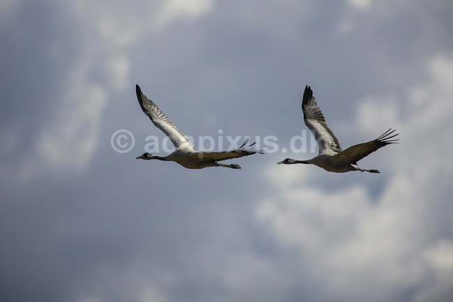Traner. Traner flyver over dansepladsen ved Hornborga S�en; Grus grus; Hornborga s�en / Hornborgasj�n; Sverige; ; fugle; Tranefugle, Gruidae, Traner