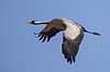 Trane. Trane flyver over dansepladsen ved Hornborga S�en Grus grus Hornborga s�en / Hornborgasj�n Sverige  fugle Tranefugle, Gruidae, Traner