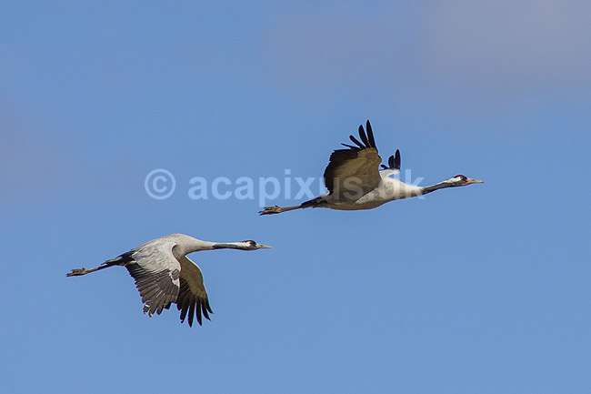 Traner. Traner flyver over dansepladsen ved Hornborga S�en; Grus grus; Hornborga s�en / Hornborgasj�n; Sverige; ; fugle; Tranefugle, Gruidae, Traner