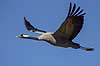 Trane. Trane flyver over dansepladsen ved Hornborga S�en Grus grus Hornborga s�en / Hornborgasj�n Sverige  fugle Tranefugle, Gruidae, Traner
