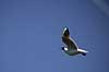 H�ttem�ge. H�ttem�ge spiser insekter i luften over Pr�stes� Larus ridibundus Pr�stes� / V�rl�se   fugle M�gefugle, Laridae, Charadriiformes, flyvning, fugleflugt, vingeslag