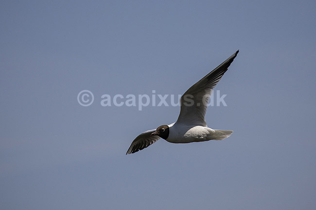 H�ttem�ge. H�ttem�ge flyver over Pr�stes�; Larus ridibundus; Pr�stes� / V�rl�se; ; ; fugle; M�gefugle, Laridae, Charadriiformes, flyvning, fugleflugt, vingeslag