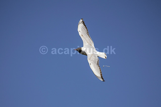 H�ttem�ge og fugleklat. H�ttem�ge slipper en fugleklat i luften over Pr�stes�; Larus ridibundus; Pr�stes� / V�rl�se; ; ; fugle; M�gefugle, Laridae, Charadriiformes, flyvning, fugleflugt, vingeslag, guano, held, heldig, fugleekskrementer, ekskrementer