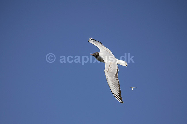 H�ttem�ge og fugleklat. H�ttem�ge slipper en fugleklat i luften over Pr�stes�; Larus ridibundus; Pr�stes� / V�rl�se; ; ; fugle; M�gefugle, Laridae, Charadriiformes, flyvning, fugleflugt, vingeslag, guano, held, heldig, fugleekskrementer, ekskrementer