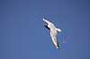 H�ttem�ge og fugleklat. H�ttem�ge slipper en fugleklat i luften over Pr�stes� Larus ridibundus Pr�stes� / V�rl�se   fugle M�gefugle, Laridae, Charadriiformes, flyvning, fugleflugt, vingeslag, guano, held, heldig, fugleekskrementer, ekskrementer