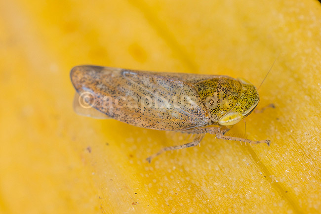 Cikade. Lille cikade p� blad; Fieberiella septentrionalis; M�l�v; Danmark; ; insekter; Sm�cikader