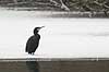 Skarv. Skarv siddende p� iskanten i  Phalacrocorax carbo M�llemosen / M�l�v Danmark  fugle Skarv, Phalacrocoracidae