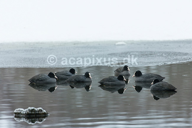 Blish�ns. Blish�ne i v�ge i isen p� Skallemose S�; Fulica atra; Skallemose S� / Hareskoven; Danmark; ; fugle; Blish�ne, Vandh�ns, Rallidae, Tranefugle, Gruiformes
