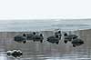 Blish�ns. Blish�ne i v�ge i isen p� Skallemose S� Fulica atra Skallemose S� / Hareskoven Danmark  fugle Blish�ne, Vandh�ns, Rallidae, Tranefugle, Gruiformes