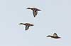 Gr��nder. Gr��nder flyver en kold vinterdag ved M�llemosen Anas platyrhynchos M�llemosen / M�l�v Danmark  fugle �nder, Andefugle, Anseriformes, Anatidae, gr��nder, vinter, frost, kulde