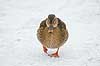 Gr�and. Gr�and p� isen p� den tilfrosne s� M�llemosen Anas platyrhynchos M�llemosen / M�l�v Danmark  fugle �nder, Andefugle, Anseriformes, Anatidae, gr��nder, vinter, frost, kulde