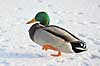 Gr�and. Gr�and andrik p� isen p� den tilfrosne s� M�llemosen Anas platyrhynchos M�llemosen / M�l�v Danmark  fugle �nder, Andefugle, Anseriformes, Anatidae, gr��nder, vinter, frost, kulde