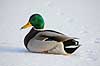 Gr�and. Gr�and andrik p� isen p� den tilfrosne s� M�llemosen Anas platyrhynchos M�llemosen / M�l�v Danmark  fugle �nder, Andefugle, Anseriformes, Anatidae, gr��nder, vinter, frost, kulde