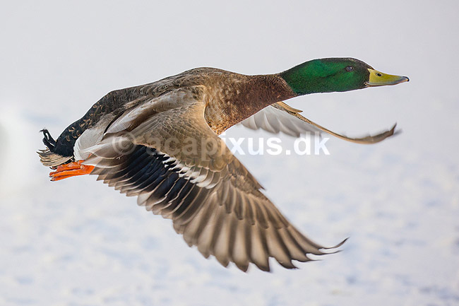 Gr�and. Gr�and andrik flyver over den tilfrosne s� M�llemosen; Anas platyrhynchos; M�llemosen / M�l�v; Danmark; ; fugle; �nder, Andefugle, Anseriformes, Anatidae, gr��nder, vinter, frost, kulde, fugleflugt