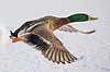 Gr�and. Gr�and andrik flyver over den tilfrosne s� M�llemosen Anas platyrhynchos M�llemosen / M�l�v Danmark  fugle �nder, Andefugle, Anseriformes, Anatidae, gr��nder, vinter, frost, kulde, fugleflugt