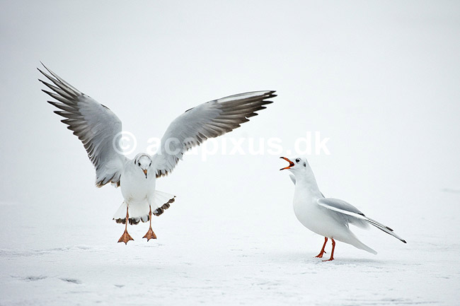H�ttem�ger i vinterdragt. H�ttem�ger i vinterdragt sl�s p� isen p� den tilfrosne s� M�llemosen; Larus ridibundus; M�llemosen / M�l�v; Danmark; ; fugle; M�gefugle, Laridae, Charadriiformes, flyvning, fugleflugt, vingeslag, H�ttem�ge