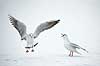 H�ttem�ger i vinterdragt. H�ttem�ger i vinterdragt sl�s p� isen p� den tilfrosne s� M�llemosen Larus ridibundus M�llemosen / M�l�v Danmark  fugle M�gefugle, Laridae, Charadriiformes, flyvning, fugleflugt, vingeslag, H�ttem�ge